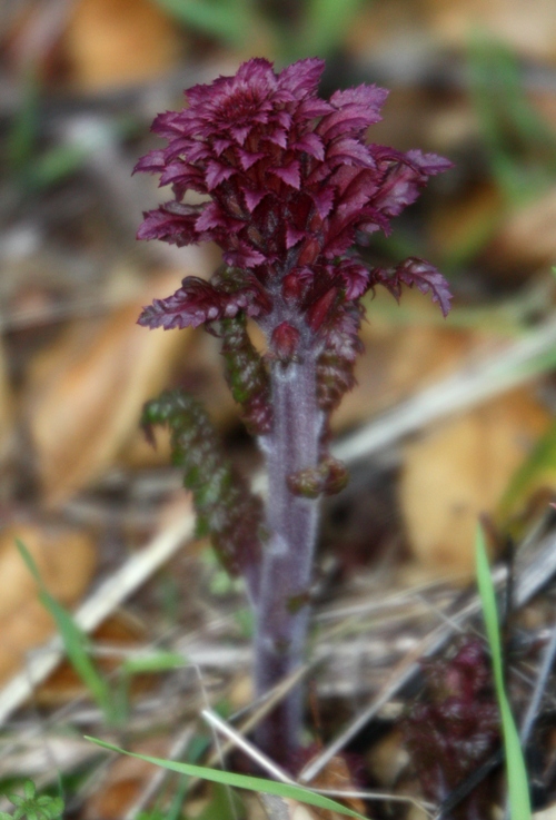 jasper ridge 2009